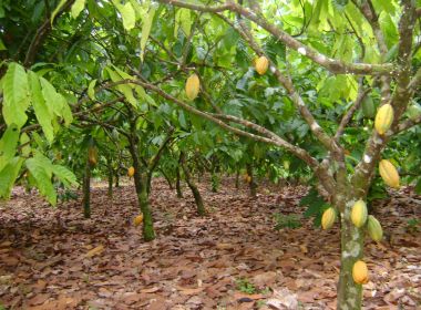 Produtores baianos temem chegada de praga que pode dizimar plantações inteiras de cacau 106