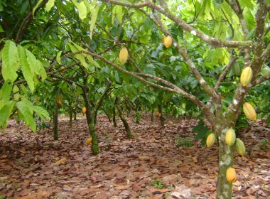 Produtores baianos temem chegada de praga que pode dizimar plantações inteiras de cacau 10