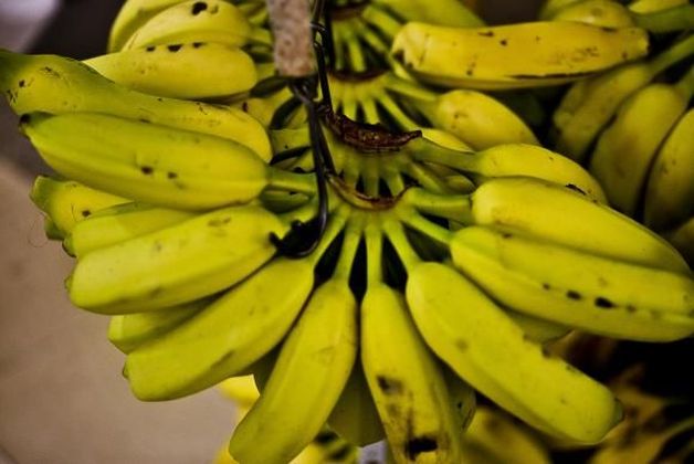 VOCÊ VIU? BANANAS CORREM RISCO DE EXTINÇÃO E EM BREVE PODEM ACABAR NO MUNDO 13