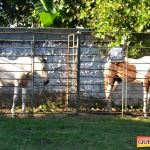 Milhares de cavaleiros e amazonas manteve o legado na 18ª edição da Cavalgada do Boinha 336