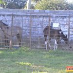 Milhares de cavaleiros e amazonas manteve o legado na 18ª edição da Cavalgada do Boinha 83