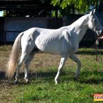 Milhares de cavaleiros e amazonas manteve o legado na 18ª edição da Cavalgada do Boinha 92