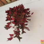 Country Clube de Eunápolis o lugar ideal para você se divertir com familiares e amigos 43