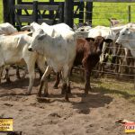 3º Leilão Fazendas Reunidas Cariri, Haras Cheval & Convidados 159