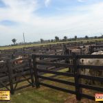 3º Leilão Fazendas Reunidas Cariri, Haras Cheval & Convidados 207