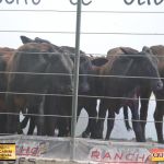 3º Leilão Fazendas Reunidas Cariri, Haras Cheval & Convidados 73