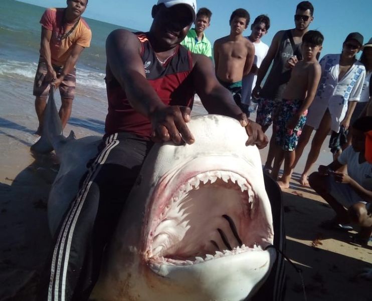 Tubarão é capturado em praia de Prado; veja o vídeo 106