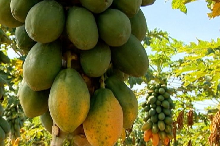 Menor volume de mamão em roças eleva preço da fruta no sul da Bahia 4