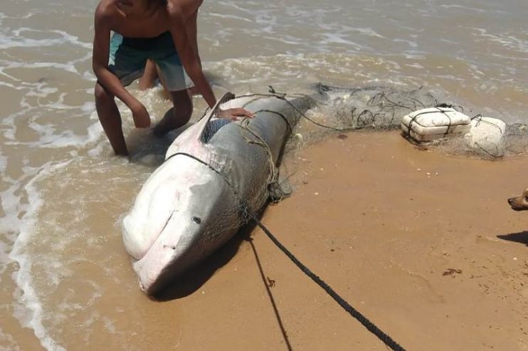 Vídeo: Pescadores capturam tubarão tigre em Alcobaça 7