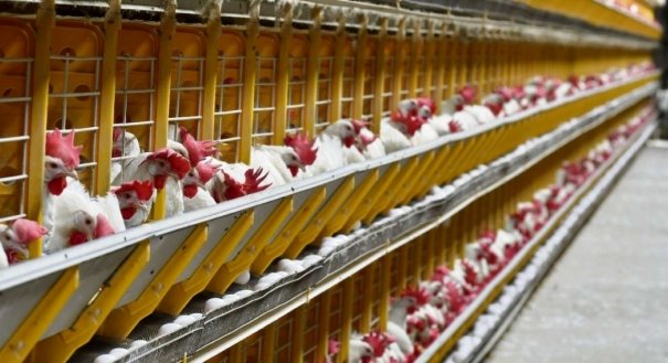 Agroindústria em Santa Maria de Jetibá produzirá ovo líquido Agroindústria em Santa Maria de Jetibá produzirá ovo líquido 4