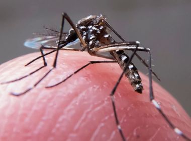 Bahia tem 255 cidades em alerta ou risco de surto de dengue, zika e chikungunya 11