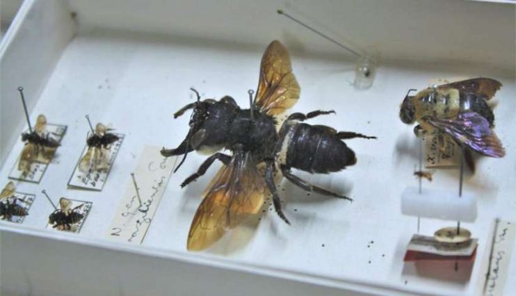 Não está extinta: abelha gigante é vista na Indonésia após 40 anos 5
