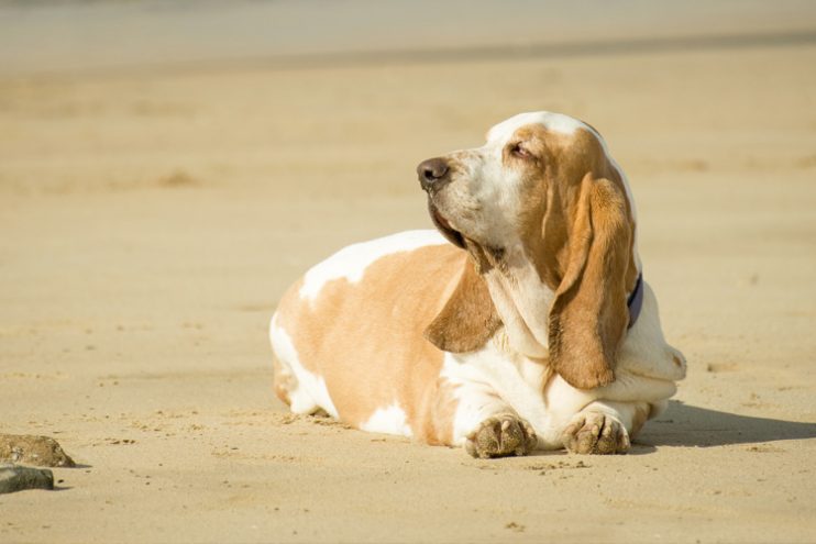 Como evitar a obesidade em cães? Como evitar a obesidade em cães? 9