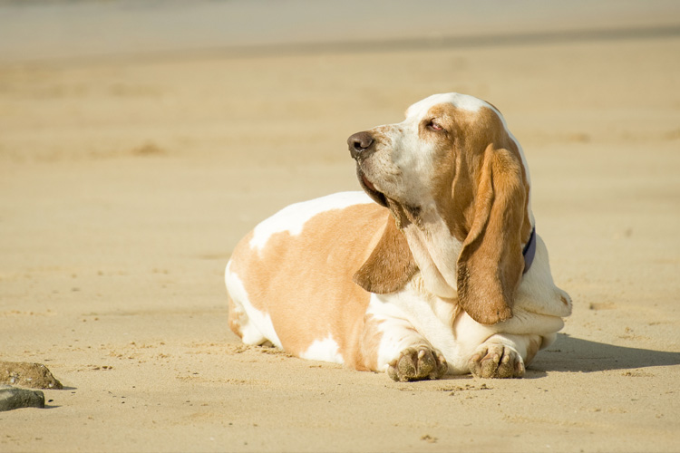 Como evitar a obesidade em cães? 5