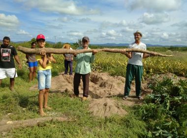 Moradores de Itaberaba colhem aipim 'gigante' de quase cinco metros 4