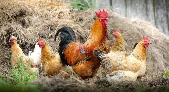 Criar galinha no quintal pode levar à infecção pela bactéria Salmonella 13
