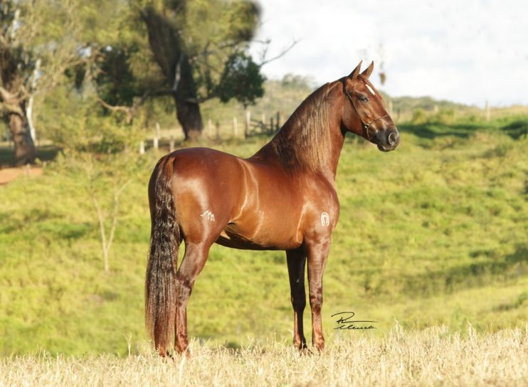 Cavalo campeão em exposição de BH custa mais que uma Lamborghini e uma Ferrari juntas Cavalo campeão em exposição de BH custa mais que uma Lamborghini e uma Ferrari juntas 7
