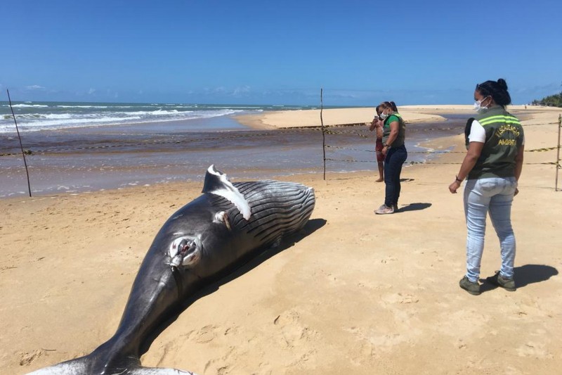 Filhote de baleia jubarte é encontrado morto em praia de Trancoso 5