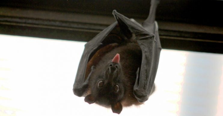 Como espantar morcegos e evitar doenças graves 11