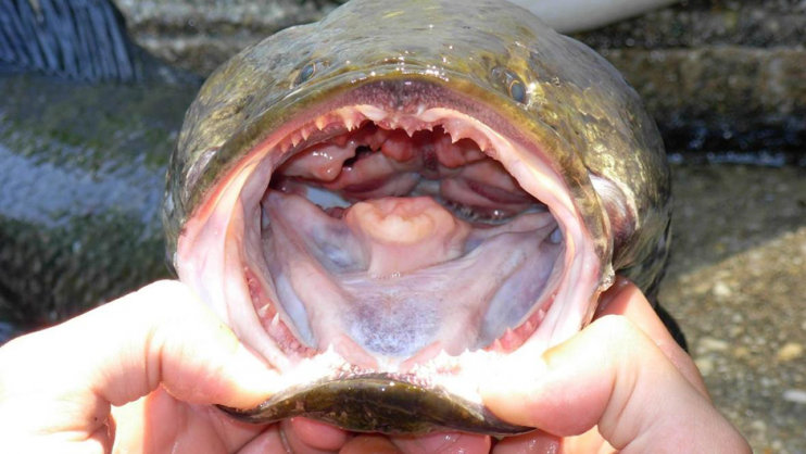 'Se encontrar algum, mate e congele': o alerta nos EUA para evitar disseminação de peixe predador voraz 104