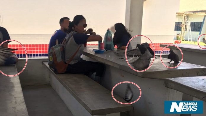 Alunos reclamam de infestação de pombos em escola estadual de Porto Seguro 8