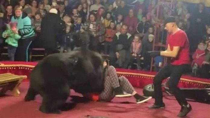 Urso ataca adestrador durante apresentação em circo 114