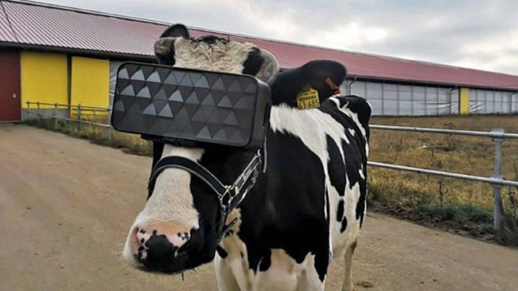 Vacas russas usam óculos de realidade virtual para aumentar produção de leite 8