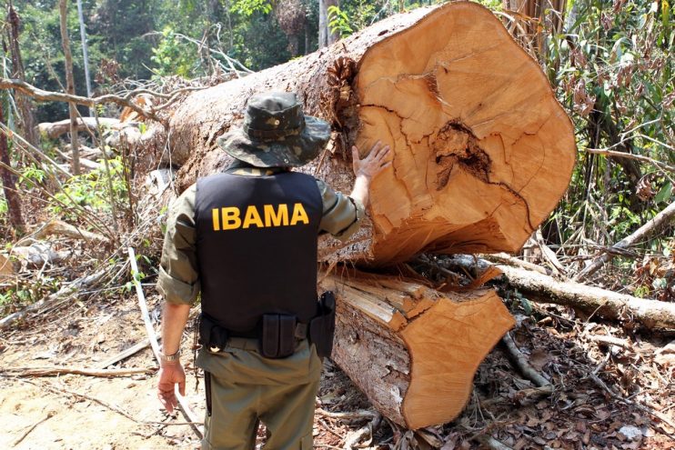 Fiscais do Ibama só poderão multar compra de madeira ilegal se houver 'indício' de que infrator sabia da origem indevida 5