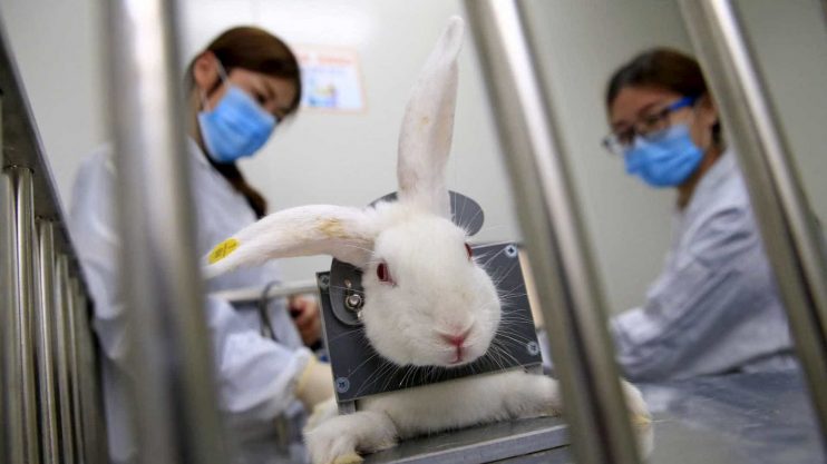 Avon anuncia fim dos testes em animais em empresas da marca no mundo 7