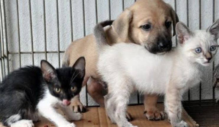 CCZ realiza feira de adoção de cães e gatos nesta sexta-feira 6