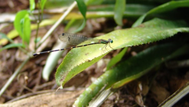 Estação Veracel comemora mais um avanço nos estudos de conservação de biodiversidade 11