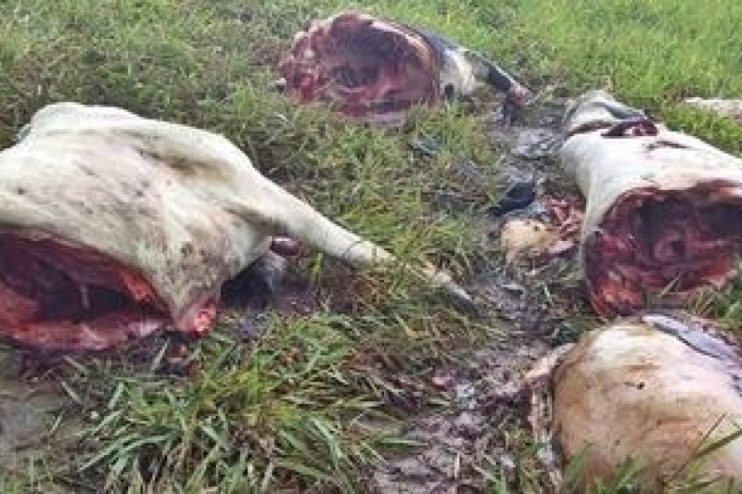 Ladrões matam e esquartejam gado para roubar só a carne traseira em fazenda no interior de Porto Seguro. 9