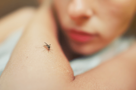População Sofre com Infestação de Mosquitos na Região 5