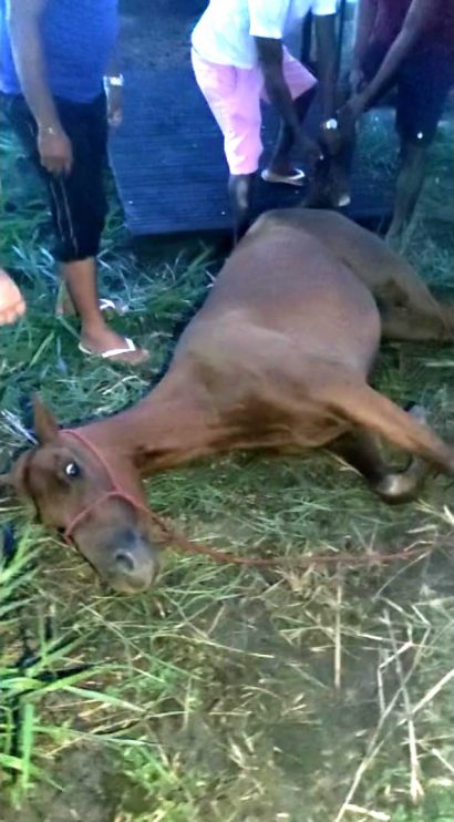 Centro de Controle de Zoonoses apreende equino neste fim de semana, em Eunápolis 12