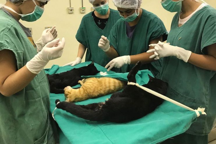 Cirurgias veterinárias podem ser suspensas para reduzir uso de insumos 6