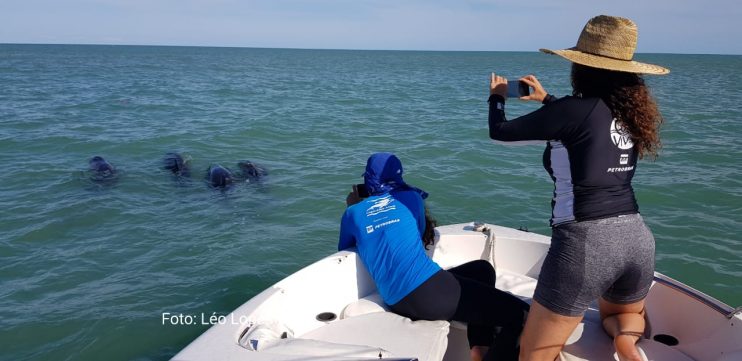 Grupo de golfinhos orca-pigmeias é resgatado em Porto Seguro 6