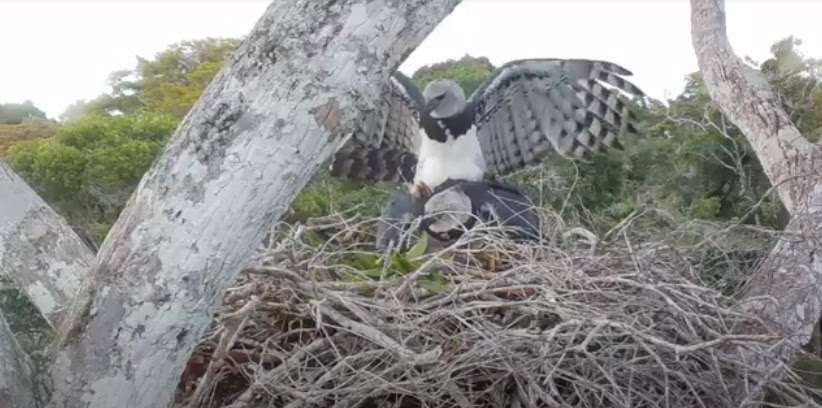Câmeras de monitoramento flagram imagens raras de cópula de harpias na RPPN Estação Veracel em Porto Seguro (BA); Veja vídeo 5