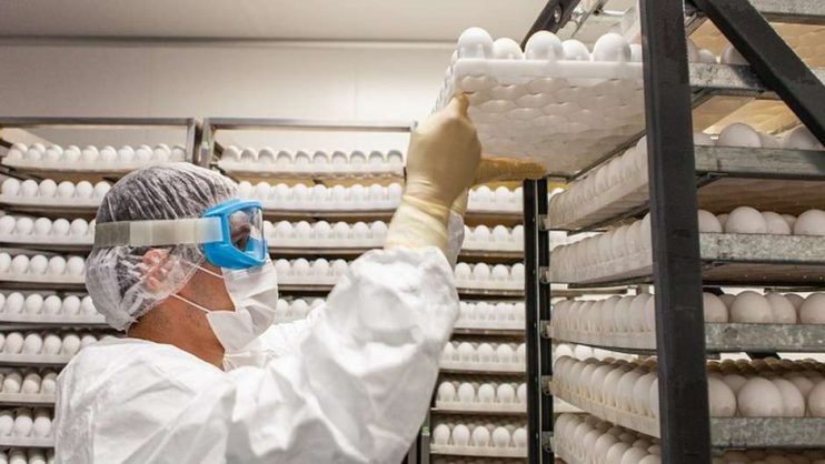 Os desafios da ButanVac, que vai usar 20 milhões de ovos de galinha para produzir 40 milhões de vacinas 12