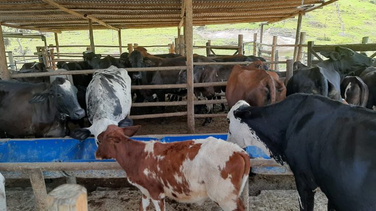 Guaratinga atinge marca de 420 animais atendidos pelo serviço veterinário gratuito 11