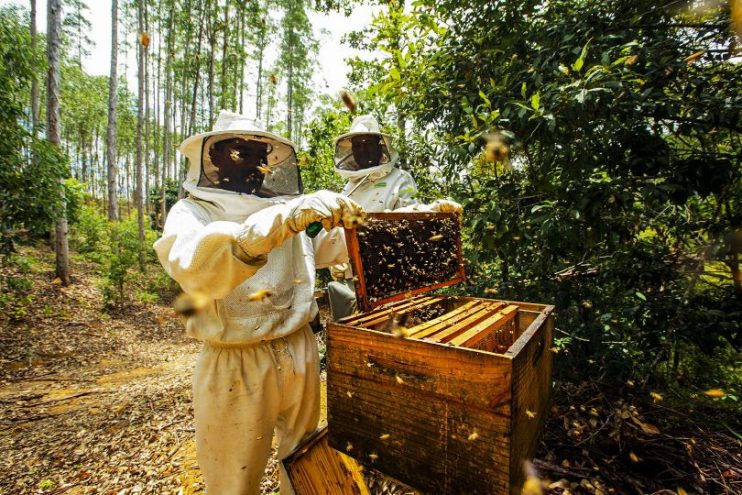 Veracel destaca resultados dos projetos de apicultura realizados com produtores da região Sul da Bahia 5