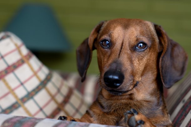 POR QUE OS CACHORROS PEQUENOS SÃO TÃO BRAVOS? POR QUE OS CACHORROS PEQUENOS SÃO TÃO BRAVOS? 12