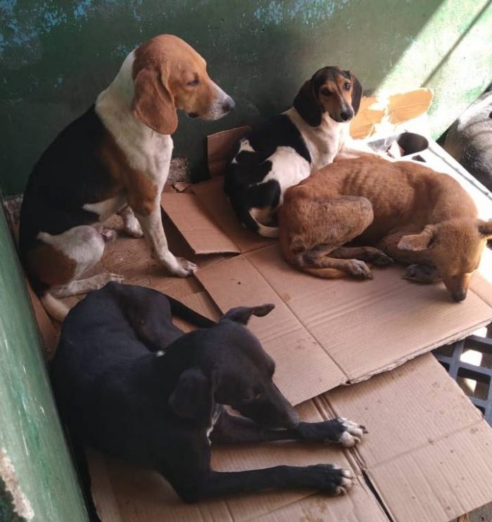 Centro de Controle de Zoonoses de Eunápolis acolhe animais maltratados por caçadores 6