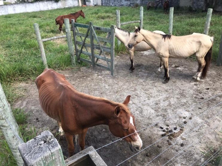 CCZ intensifica apreensão de animais nos espaços públicos de Eunápolis 15