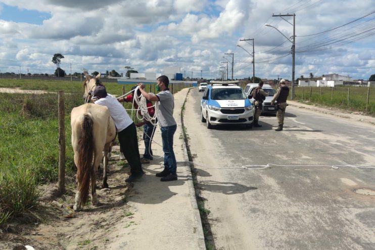 CCZ intensifica apreensão de animais nos espaços públicos de Eunápolis 6