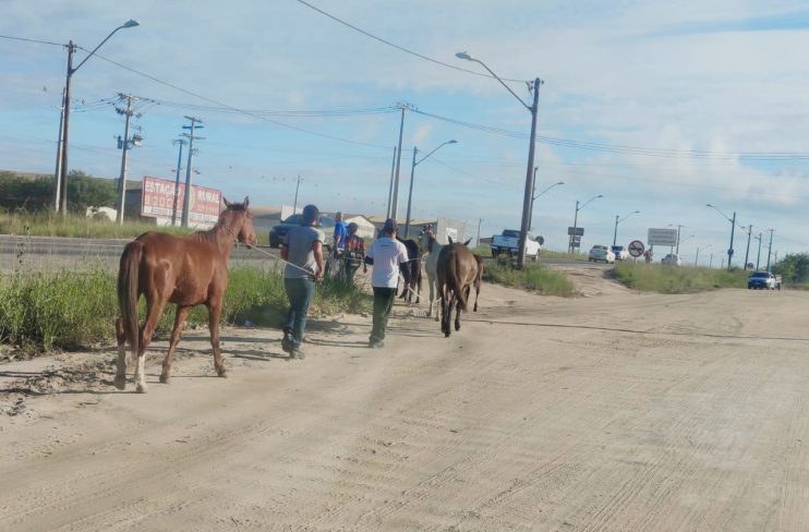 CCZ intensifica apreensão de animais nos espaços públicos de Eunápolis 14