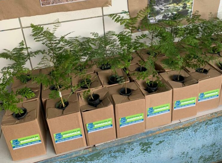 Prefeita Cordélia Torres sanciona Projeto de Lei “Programa Plante Uma Árvore” 6