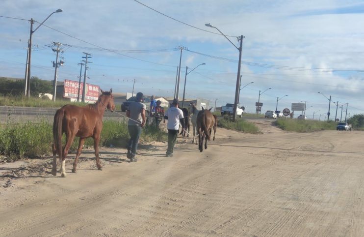 Diminui número de ocorrências com animais de grande porte em ruas e avenidas de Eunápolis 6