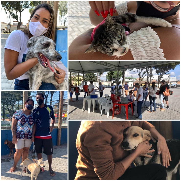 Sucesso absoluto na primeira feira 2021 de adoção de cães e gatos 6