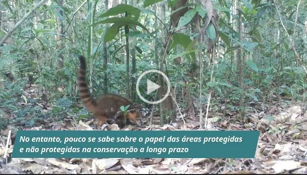Rede colaborativa de pesquisadores se une para publicação de artigo sobre a conservação de mamíferos da Mata Atlântica 10