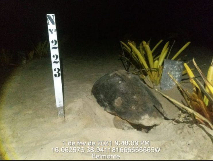 Veracel divulga resultados do monitoramento da última temporada reprodutiva de tartarugas marinhas 8
